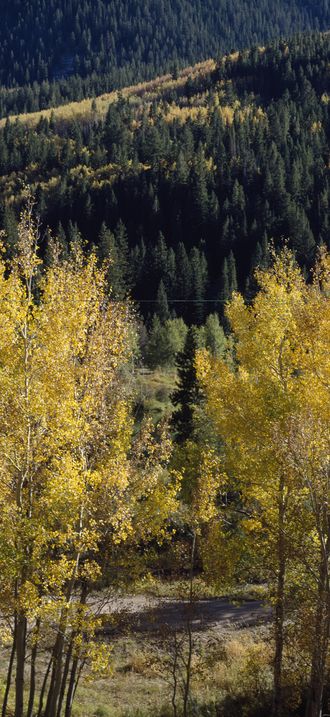 Fall aspens in the Colorado Rockies