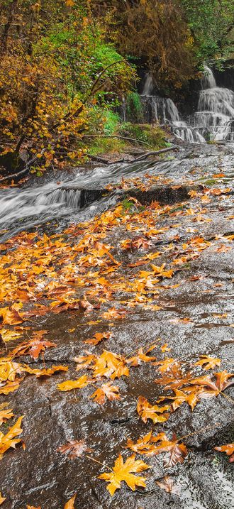 Autumn colors at Alsea Falls