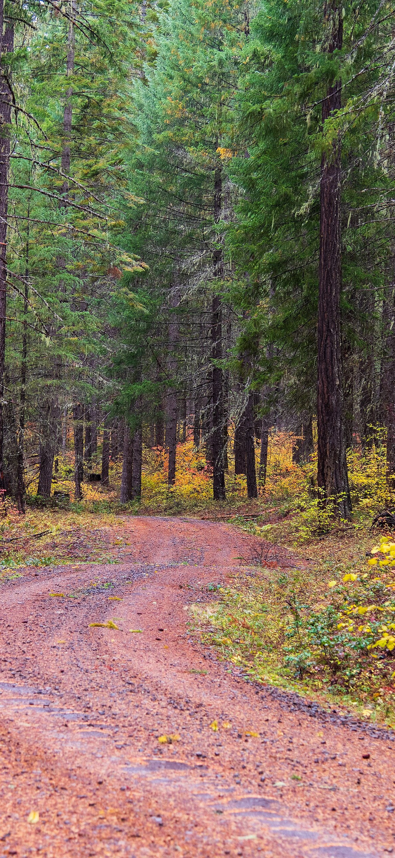 Fall colors in Butte Falls