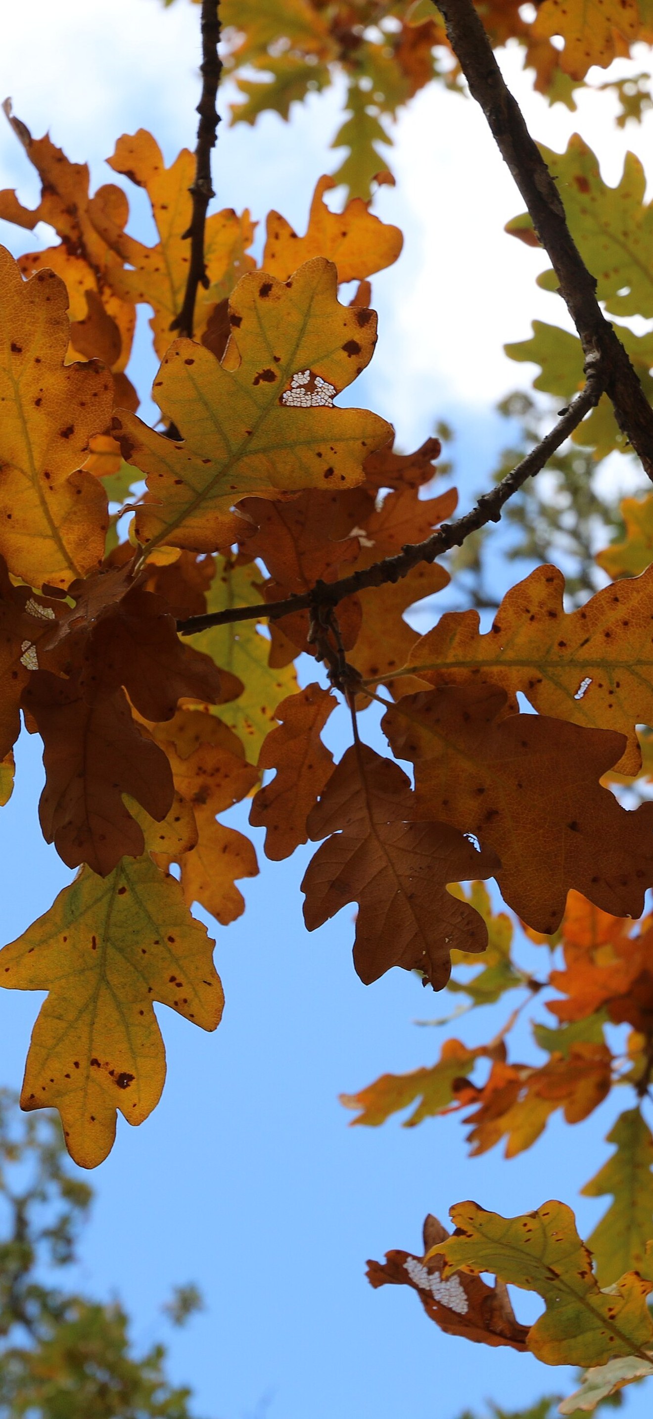Fall Colors in the Northwest