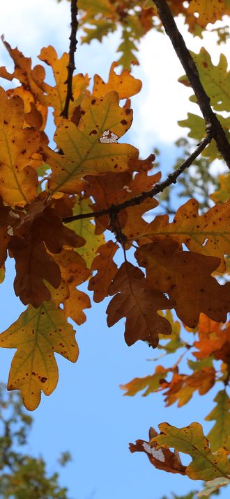 Fall Colors in the Northwest