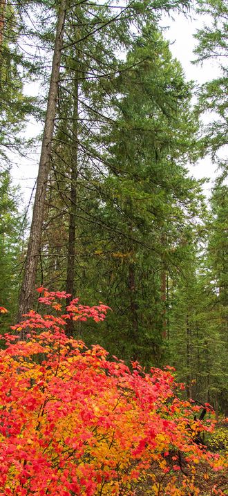 Fall colors in Butte Falls