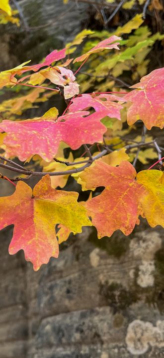 Fall leaves in GSENM