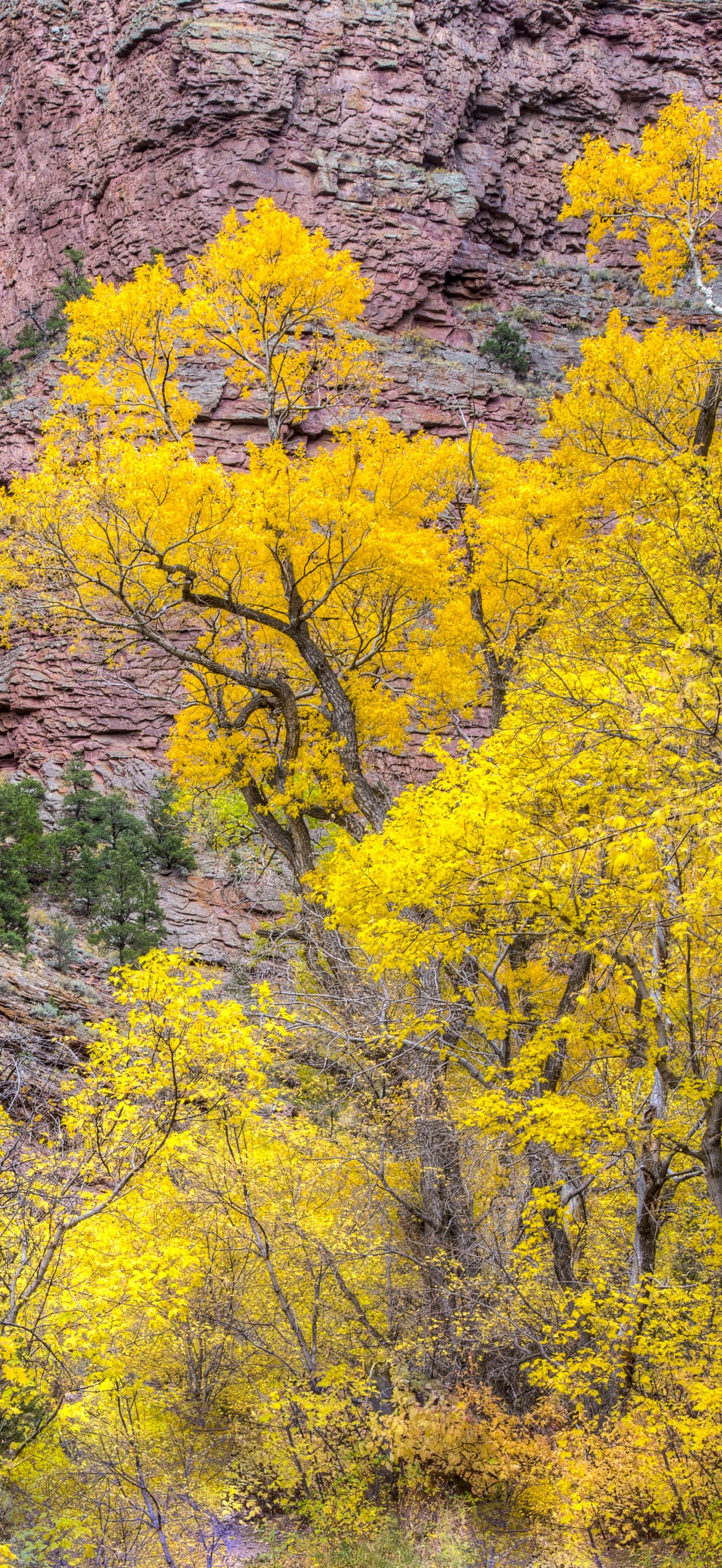 Fall Foliage