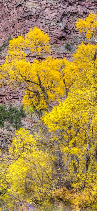 Fall Foliage