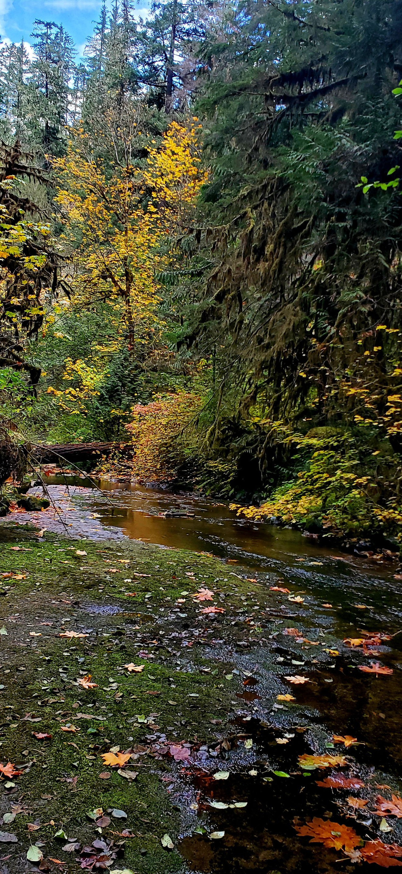 Autumn at the Wolf Creek Falls