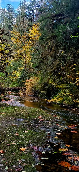 Autumn at the Wolf Creek Falls