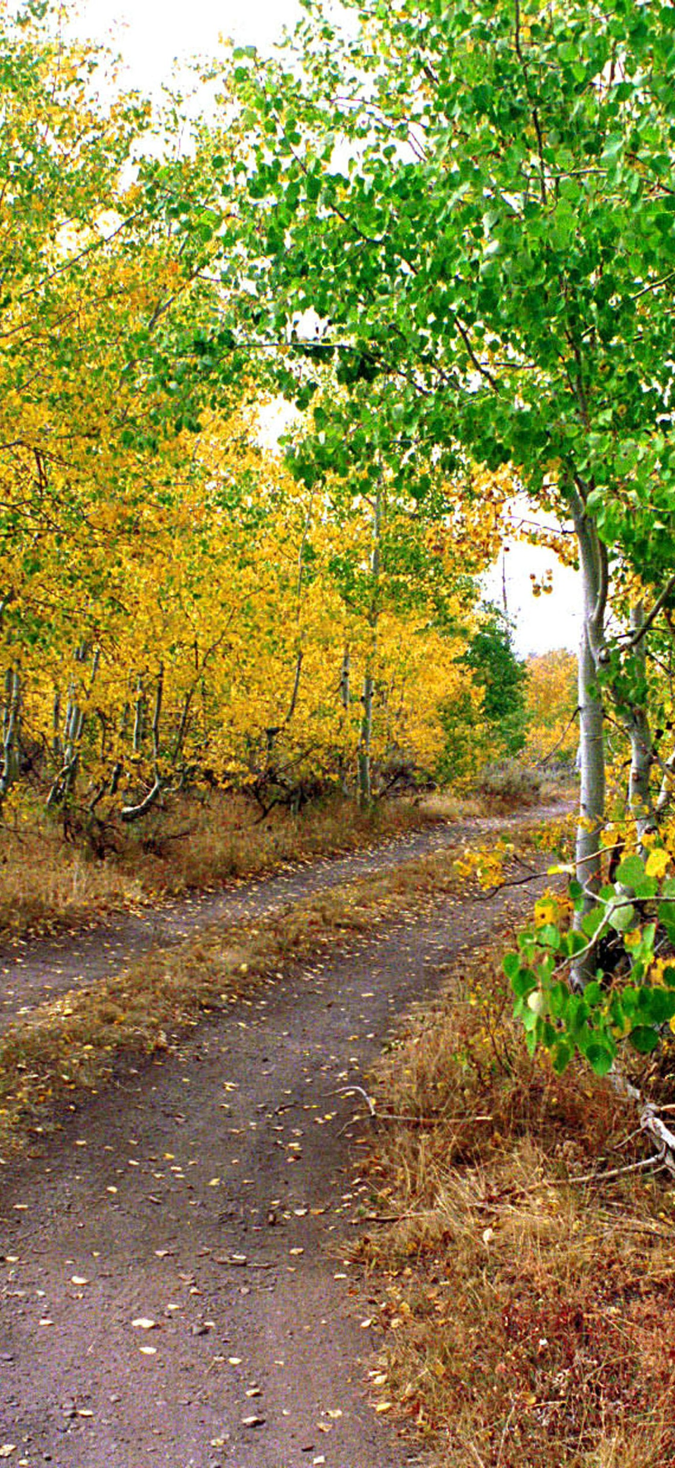 Fall Foliage Steens Mountain
