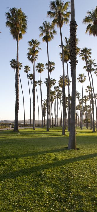 Palm trees on along the coast in Santa Barbara, California