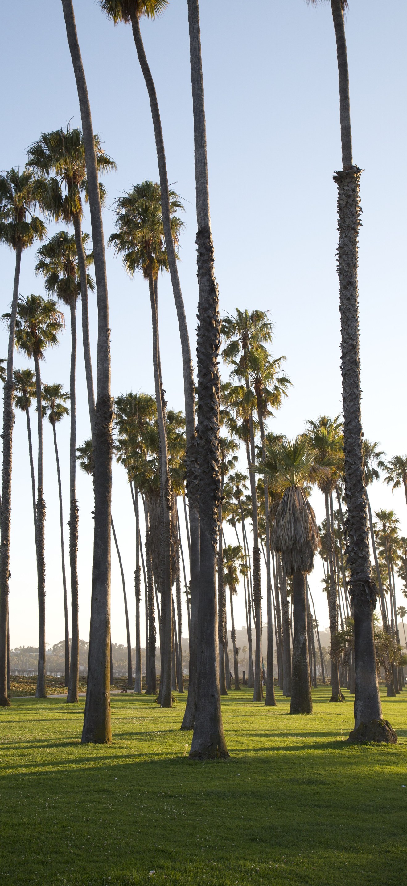Palm trees on along the coast in Santa Barbara, California