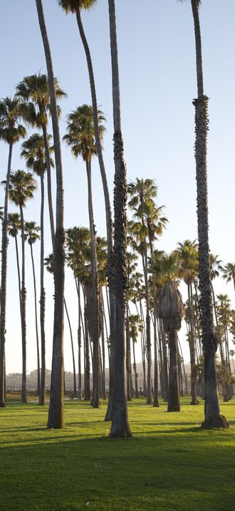 Palm trees on along the coast in Santa Barbara, California