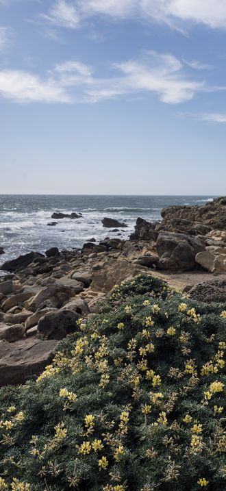 Scenic view of the Pacific Coast in Jenner, California