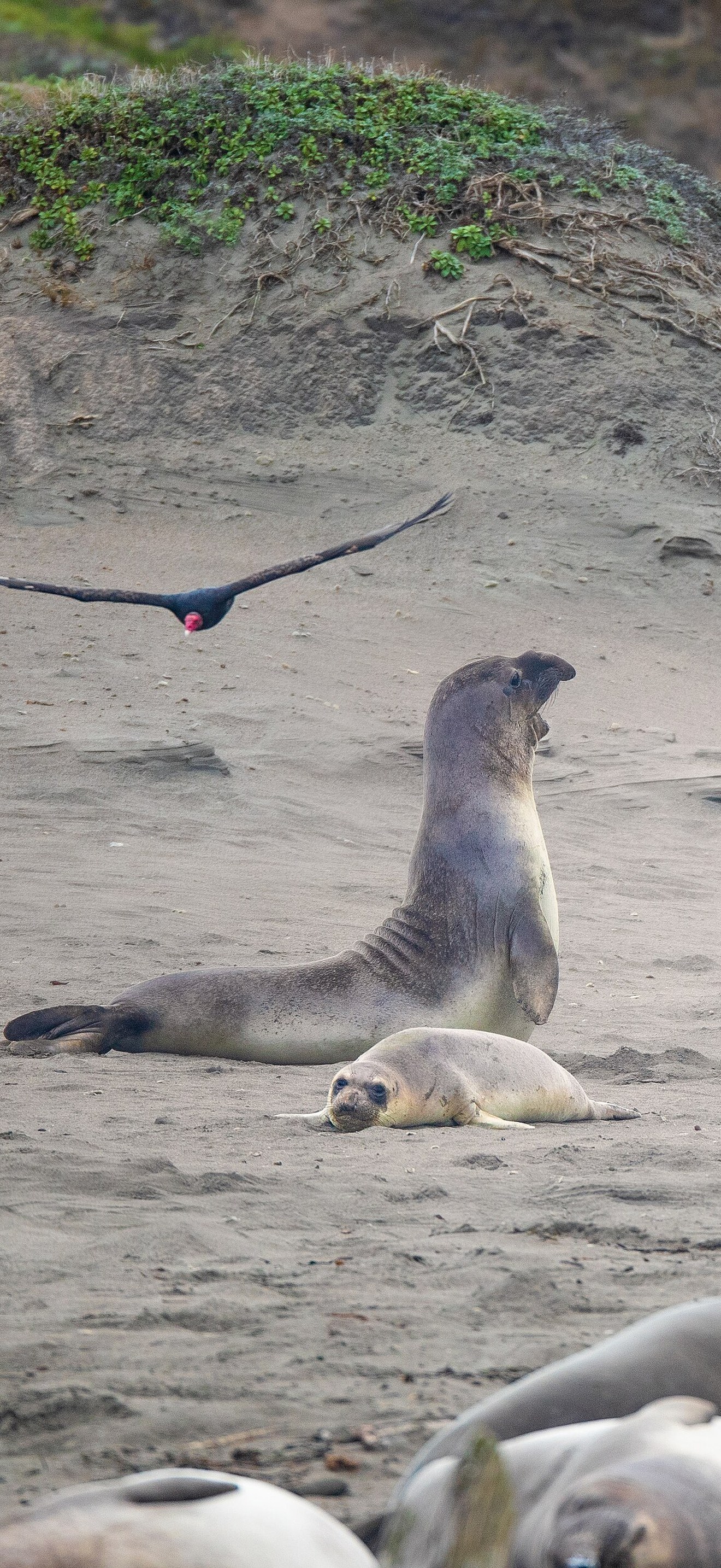 MBNMS elephant seals play fighting