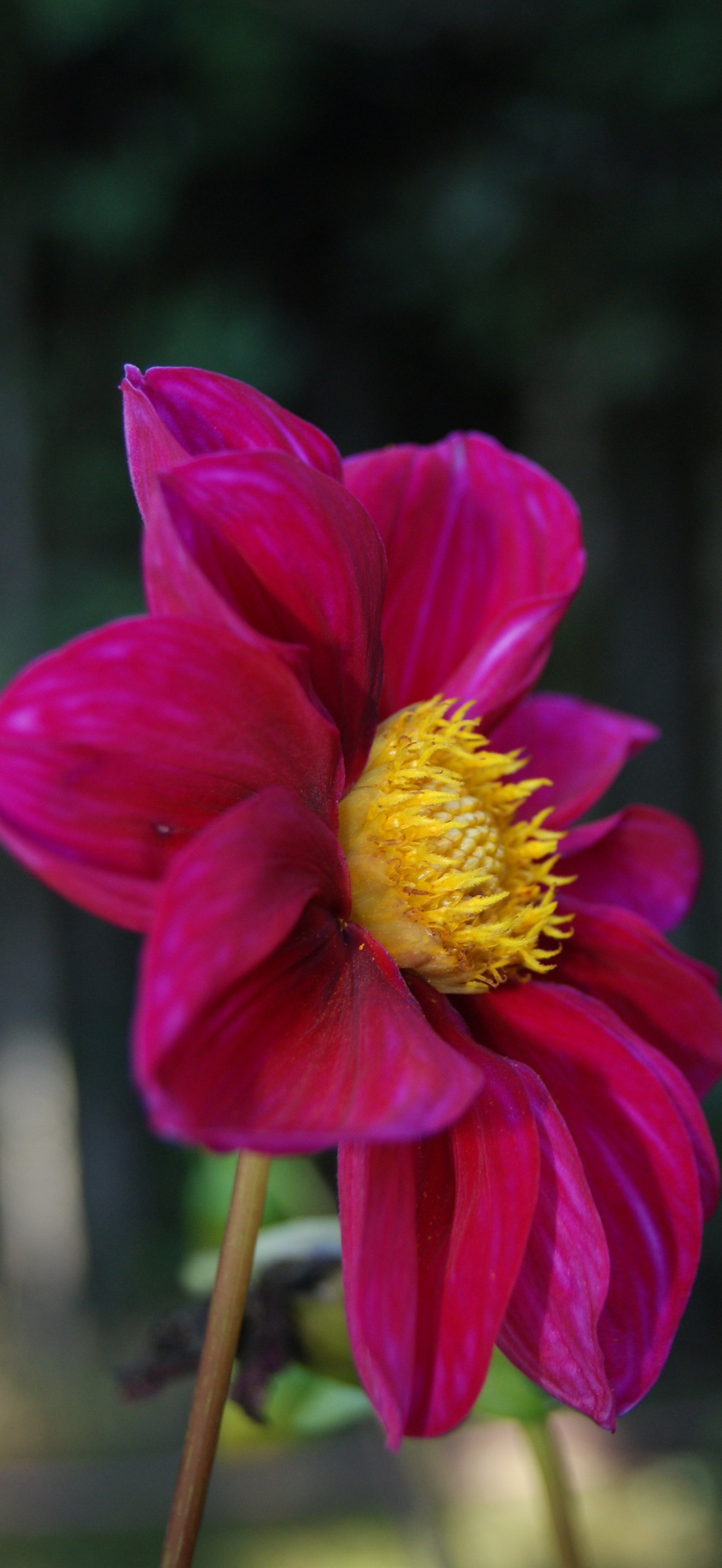 Dahlia x hortensis-128