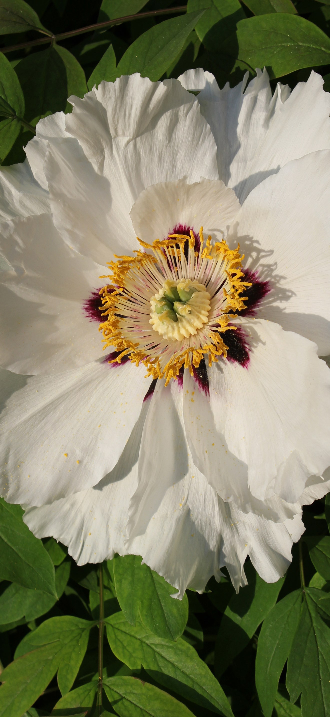 Paeonia rockii 2011 G3