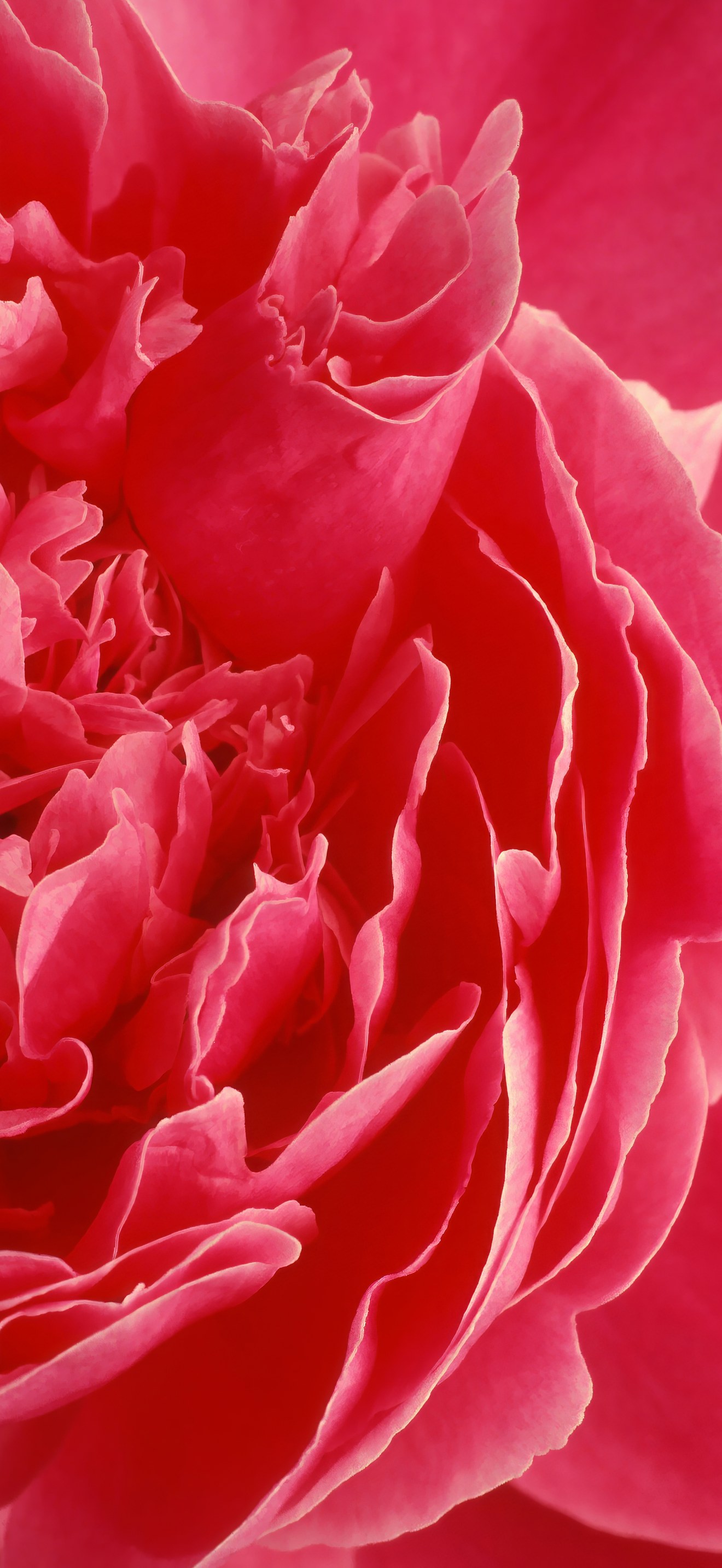 Paeonia lactiflora