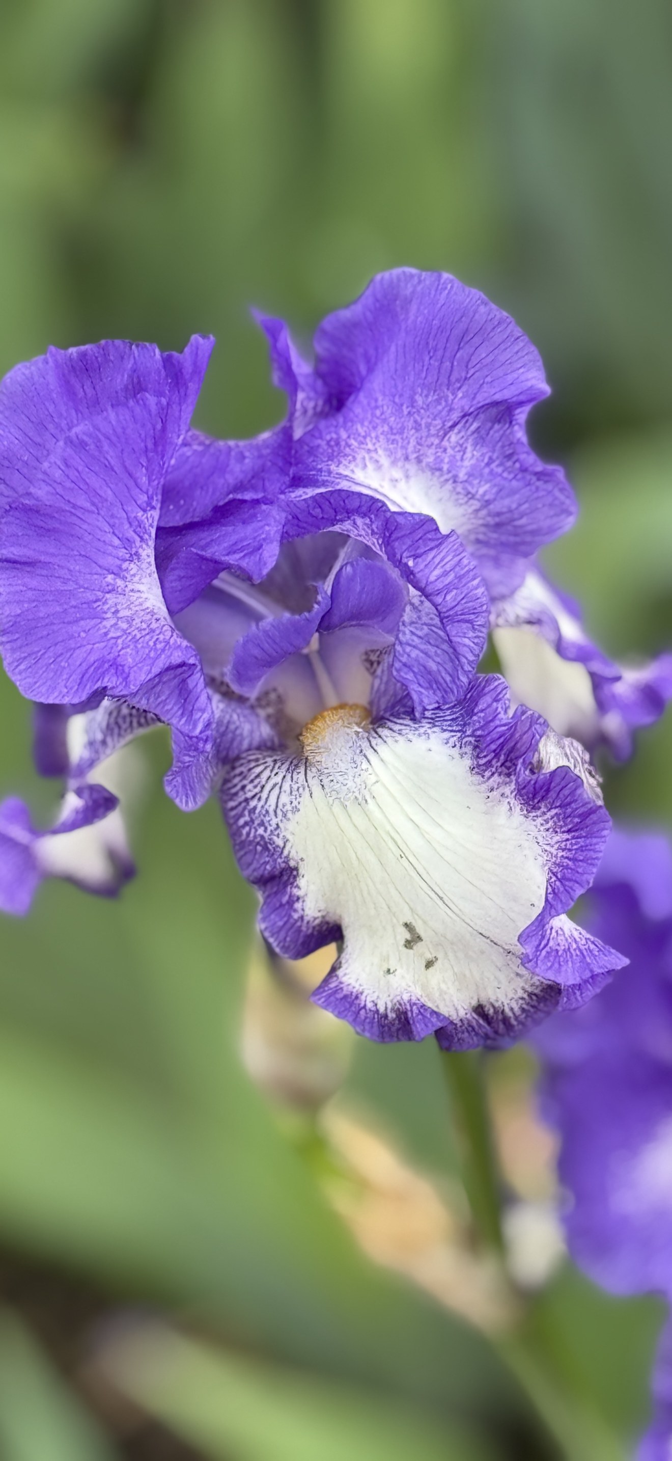 Iris × germanica - March 2025 - Sarah Stierch