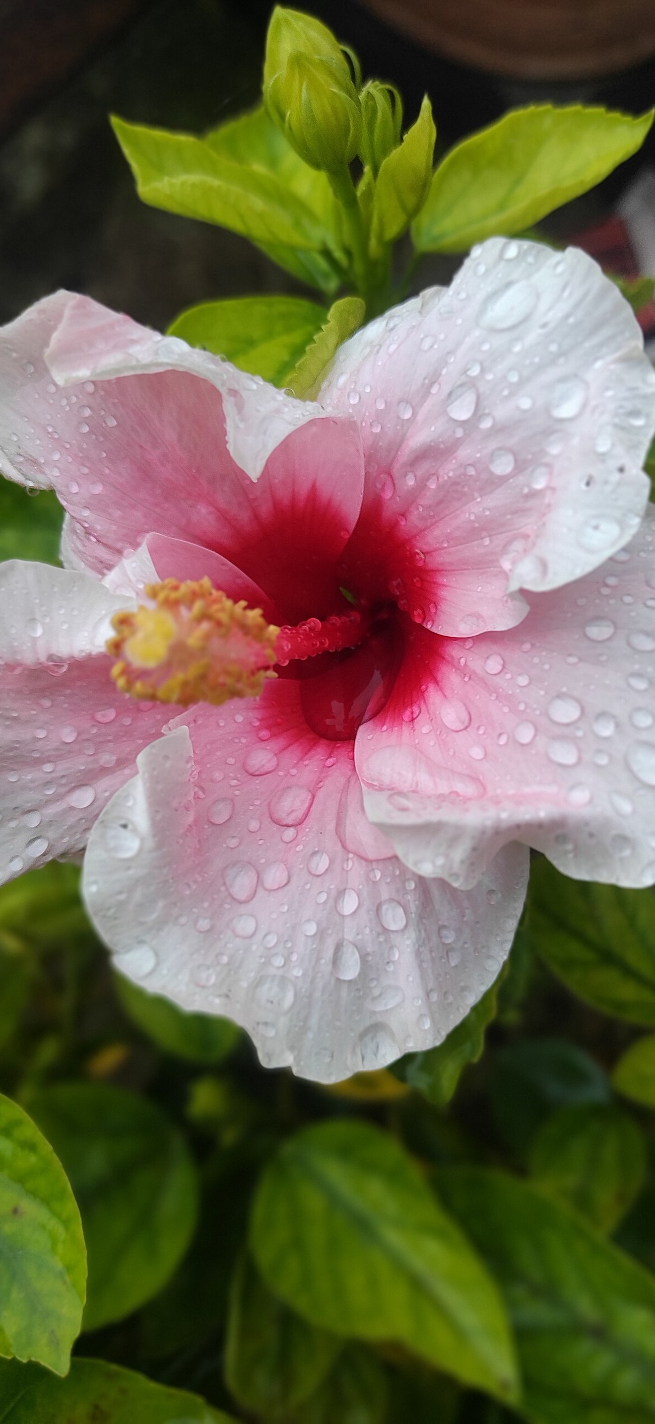 Hibiscus flower in Punjab