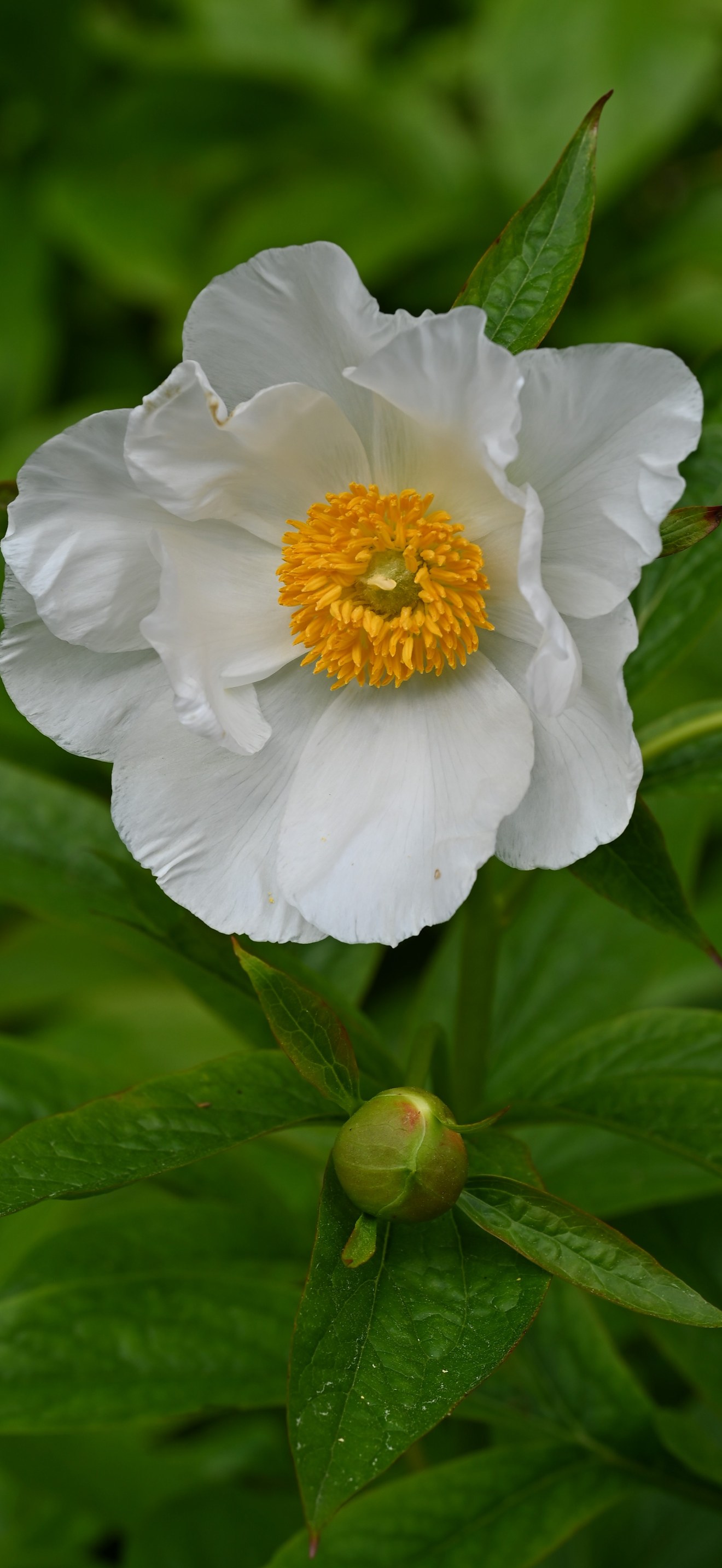 Paeonia emodi kz02