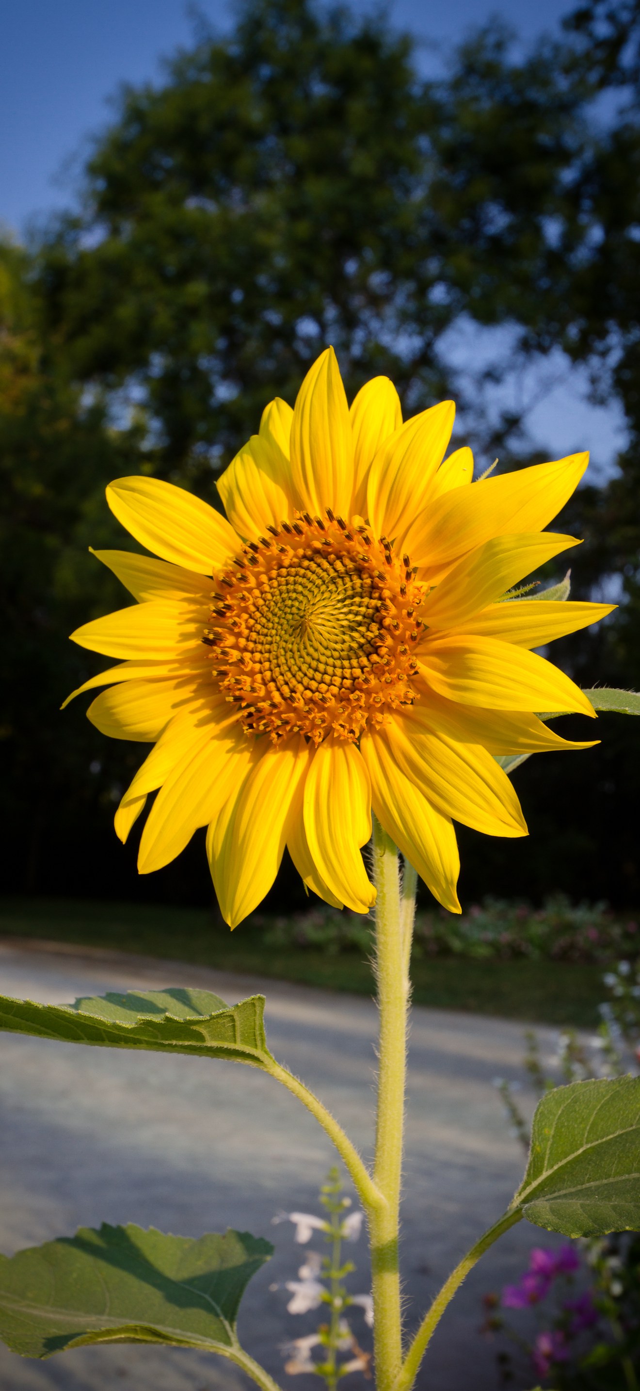 Sunflower - Toulouse