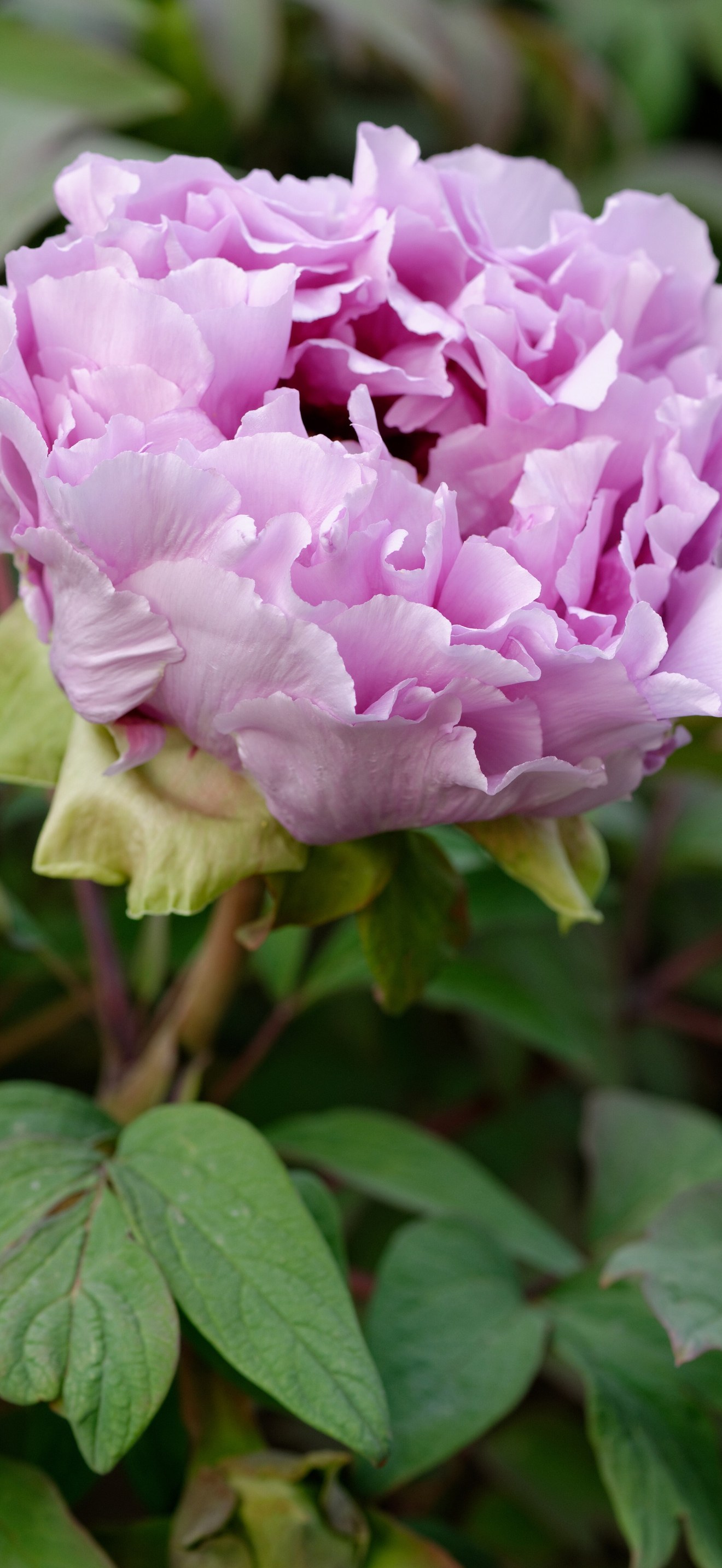 Paeonia suffruticosa Fuso-no-Tsukasa JdP  n01