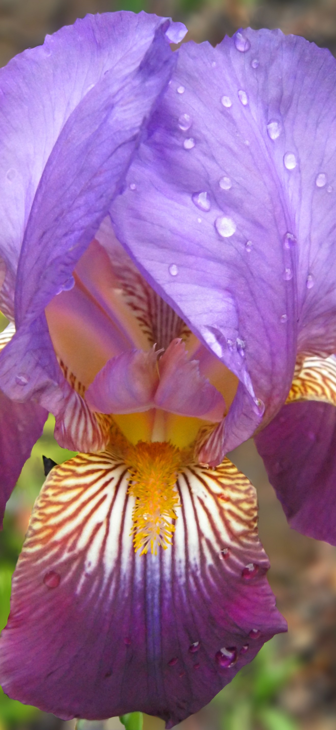 Purple-Iris pn