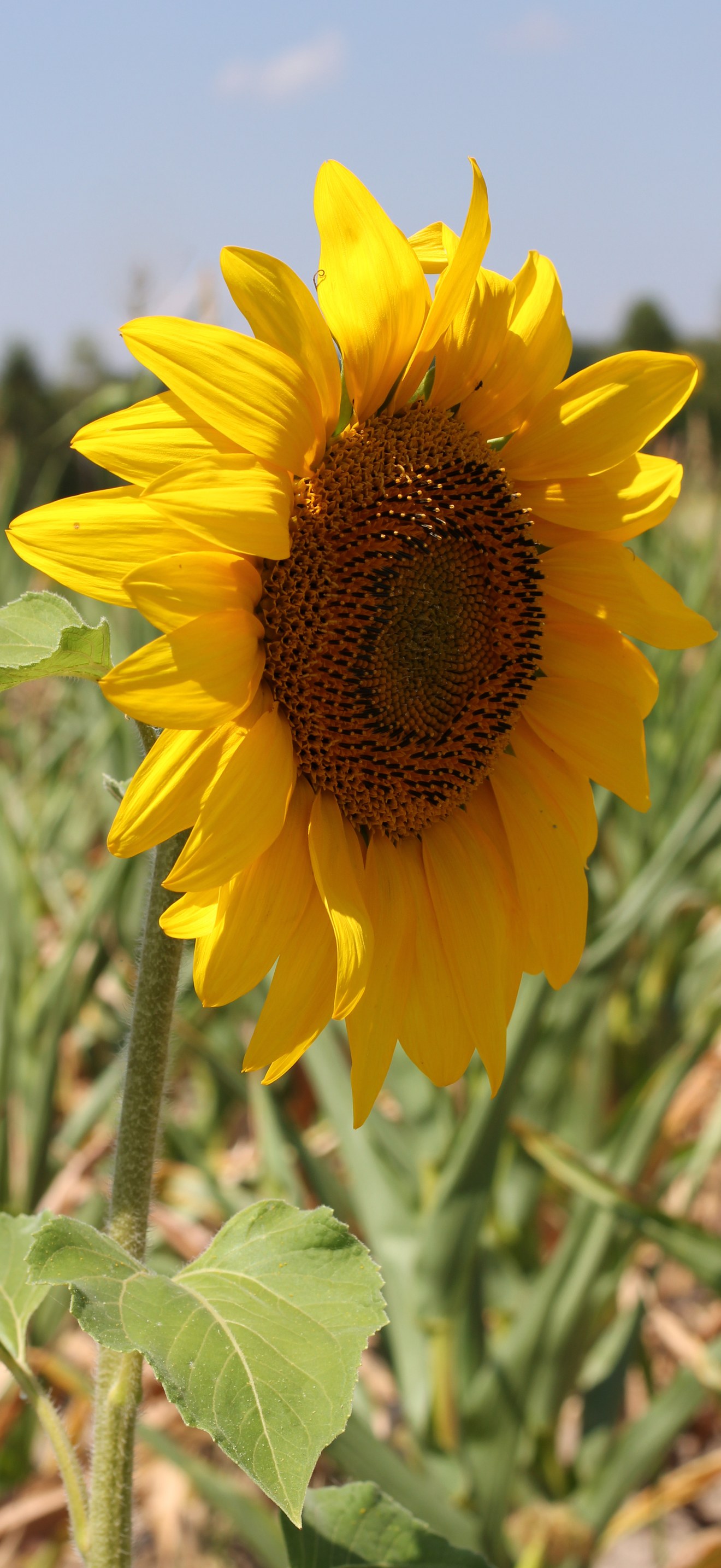 Sunflower head 2015 G3