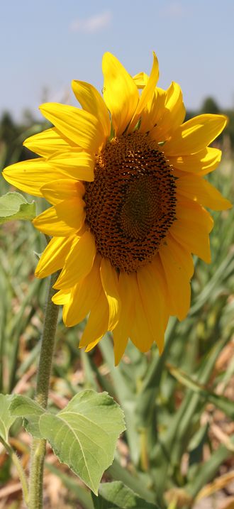 Sunflower head 2015 G3