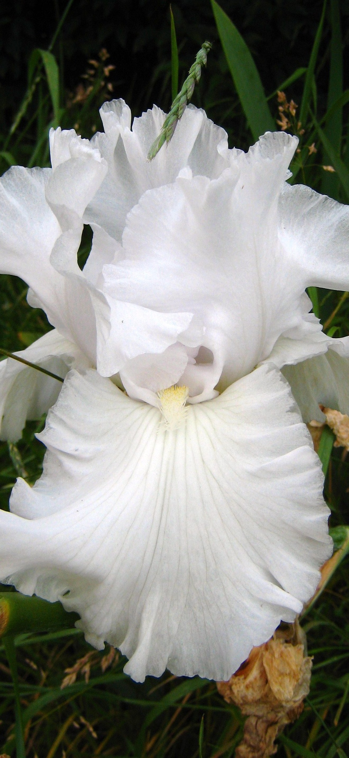 White Iris in June