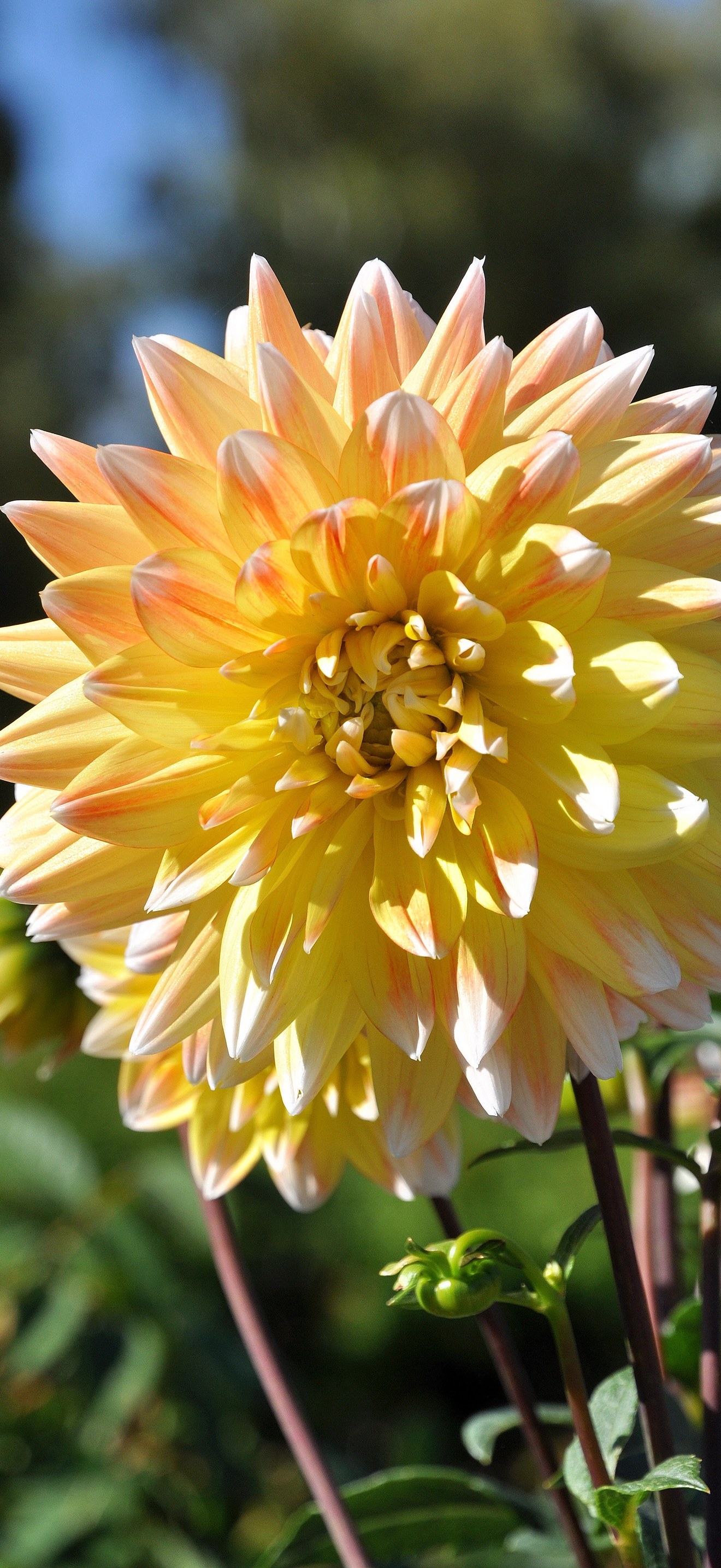 Dahlia - Famille Asteracées