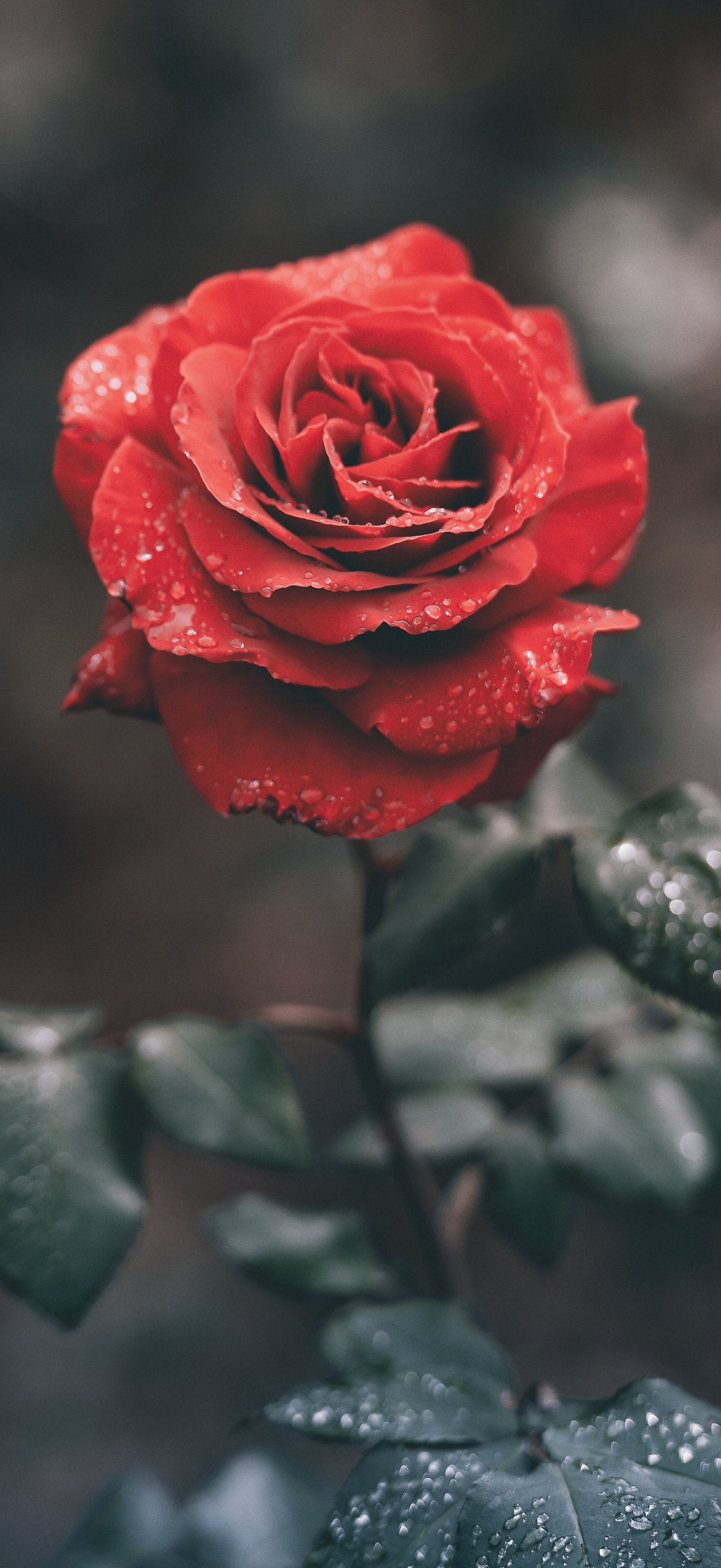 Wet red rose