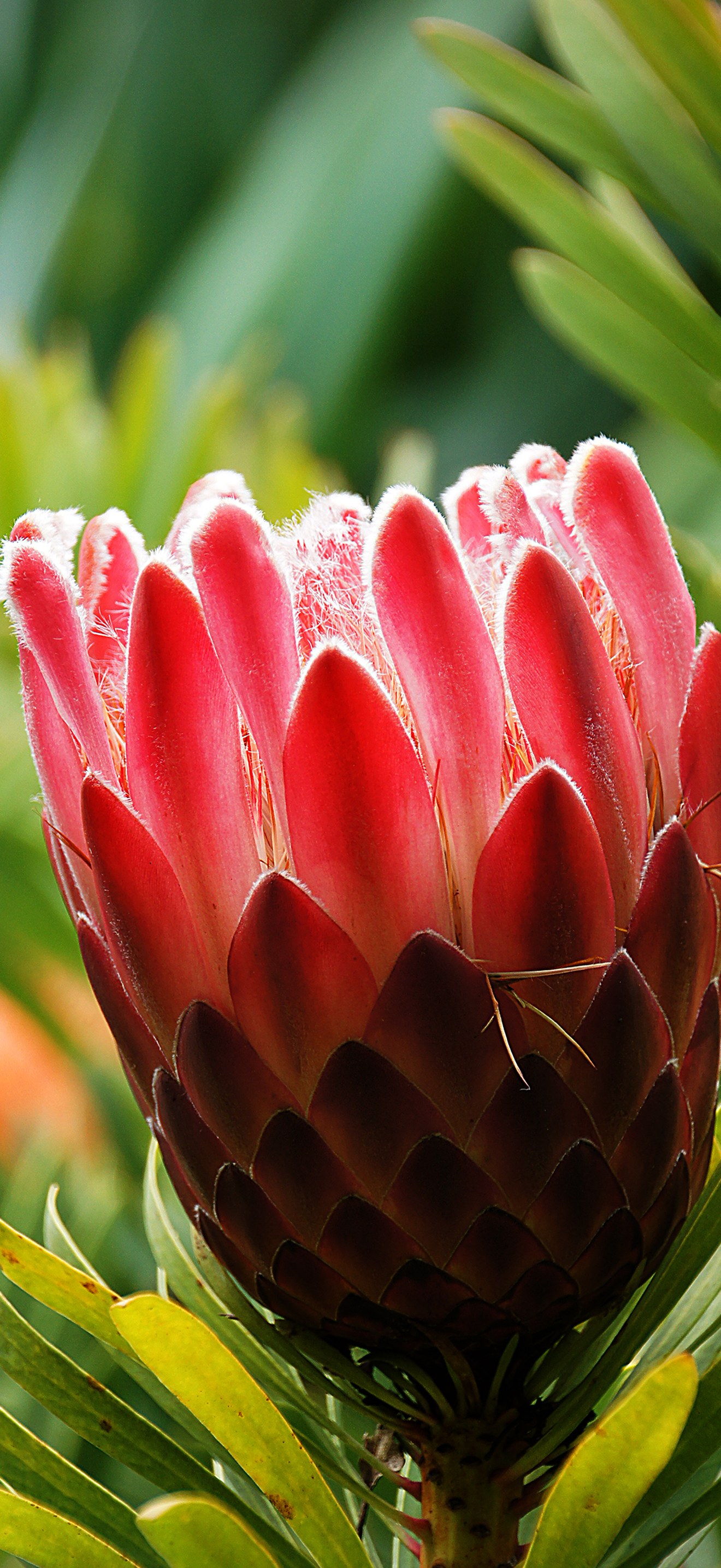 Proteas