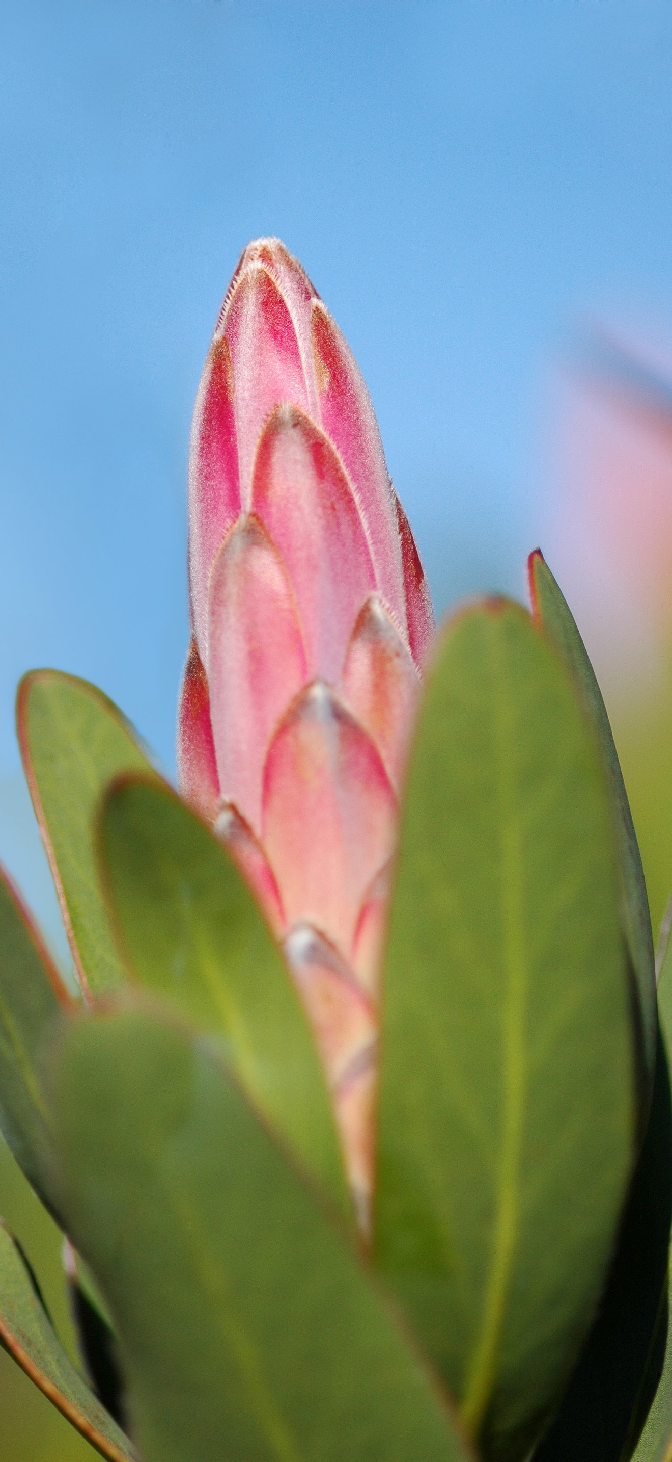 Protea compacta-001
