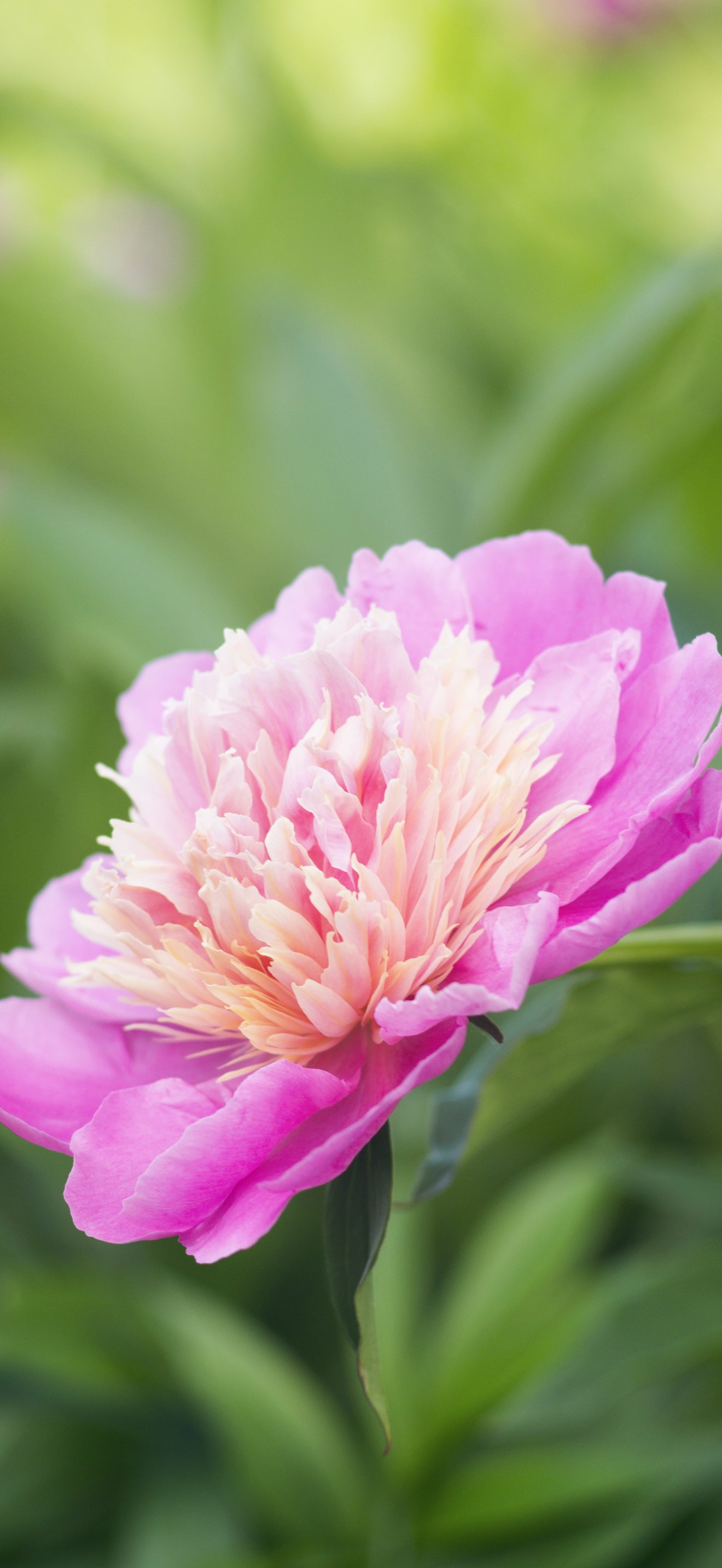 A photo of a beautiful peony flower
