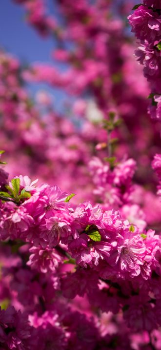 Sakura flowers blossom