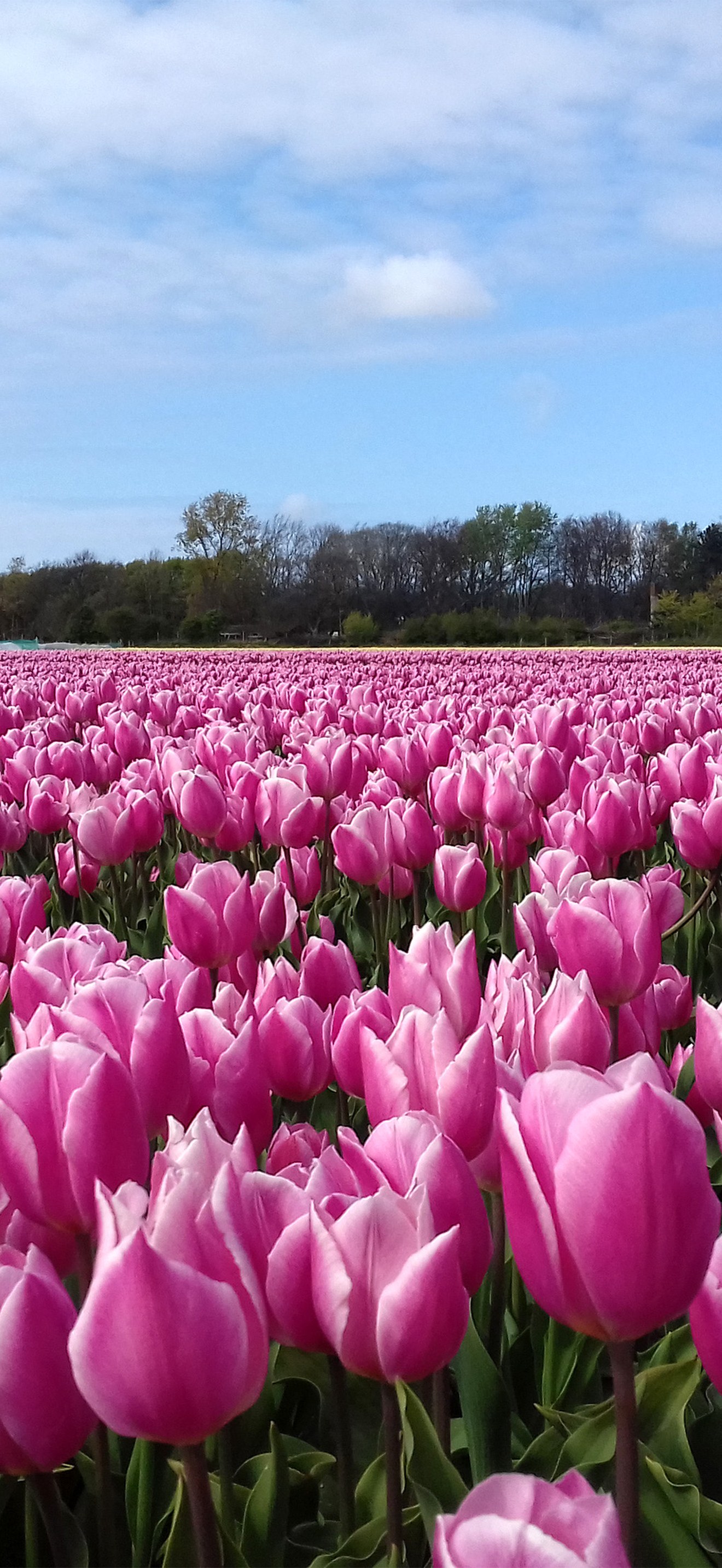 Pink-Tulips Bollenstreek Hillegom
