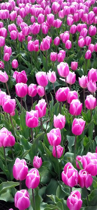Purple-Tulips Bollenstreek Hillegom