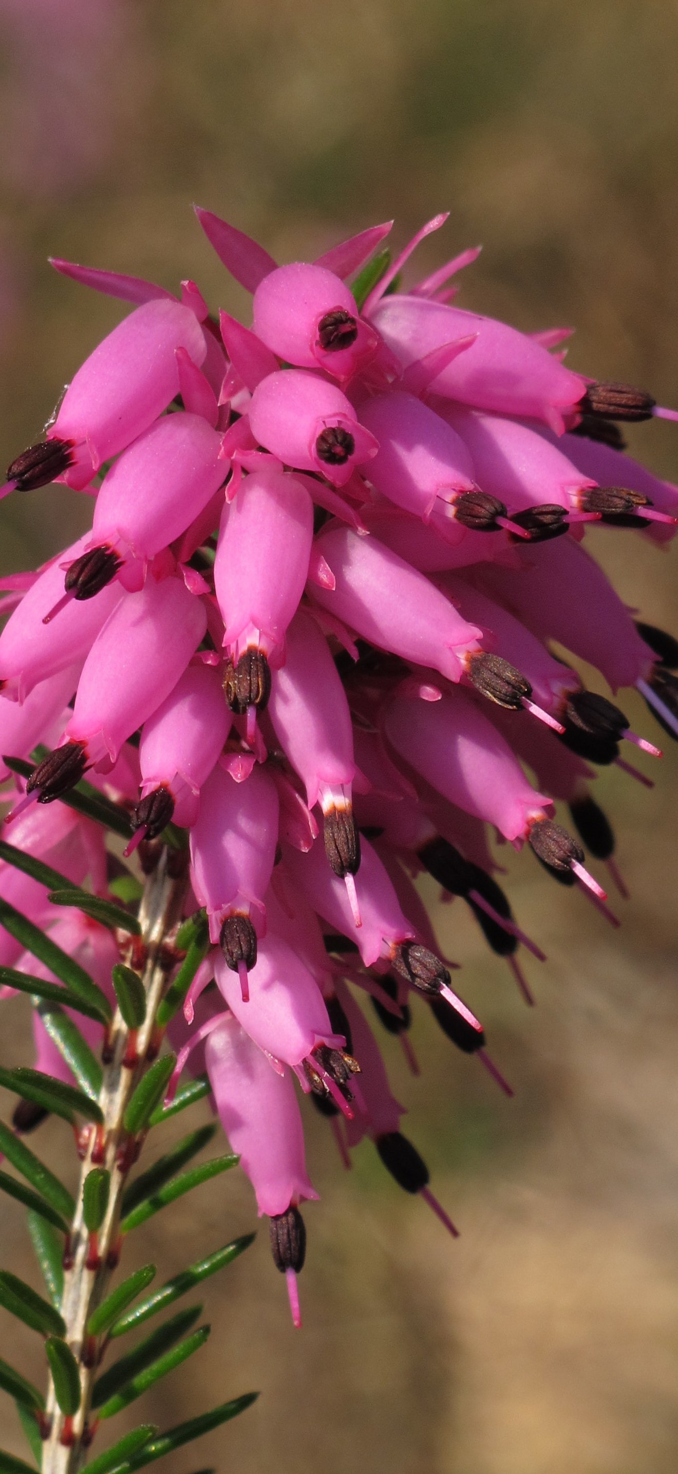 Erica carnea 3 RF