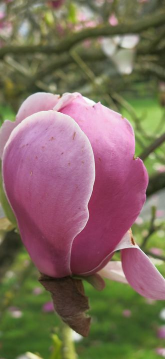 Parc des Capucins de Coulommiers - Magnolia