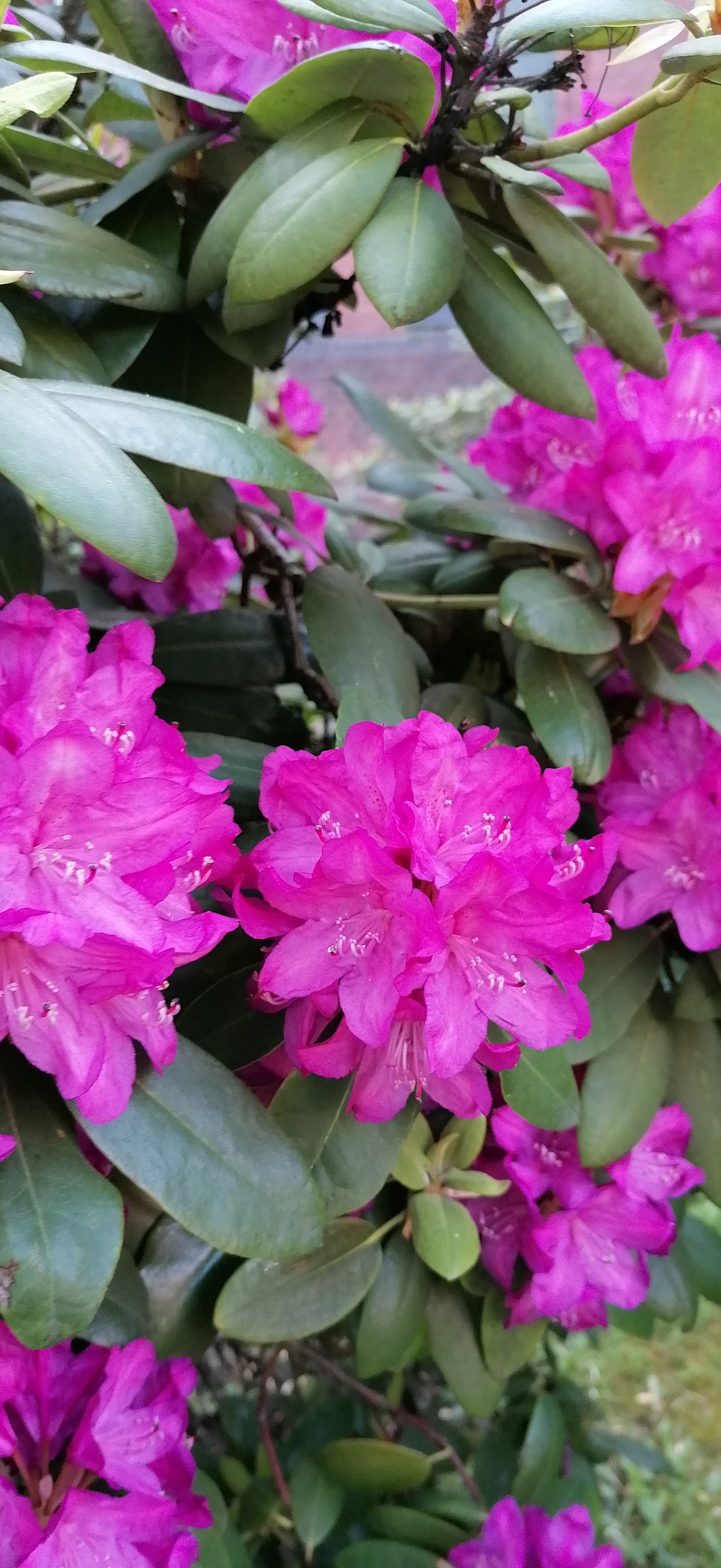 Rhododendron catawbiense Katowice Panewniki