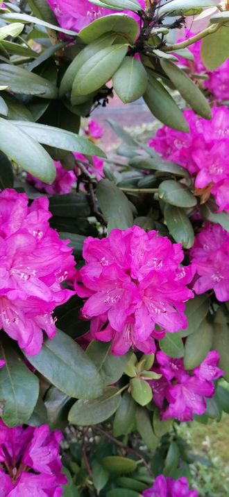 Rhododendron catawbiense Katowice Panewniki