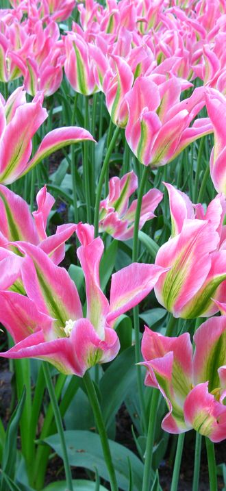 Keukenhof tulipes roses et vertes