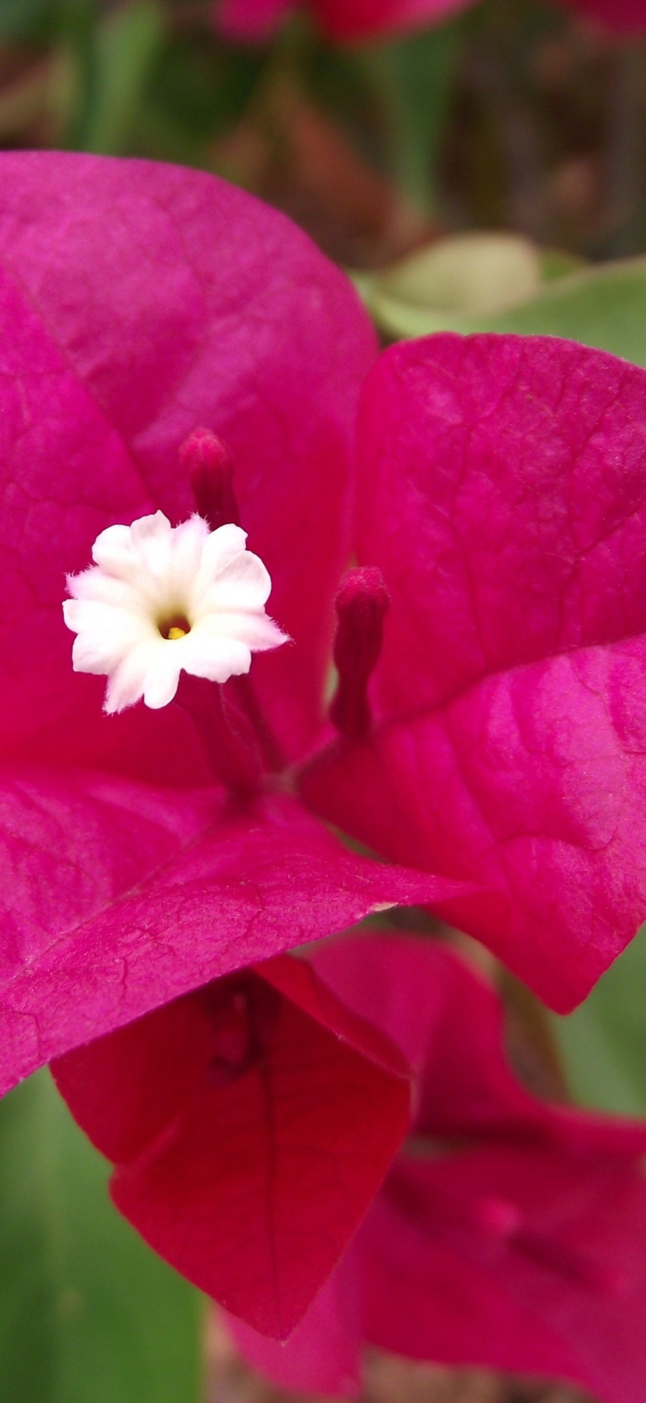 Bougainvillea la jolla