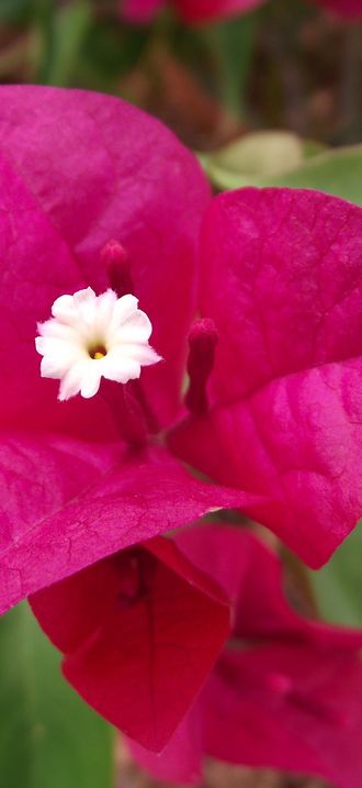Bougainvillea la jolla