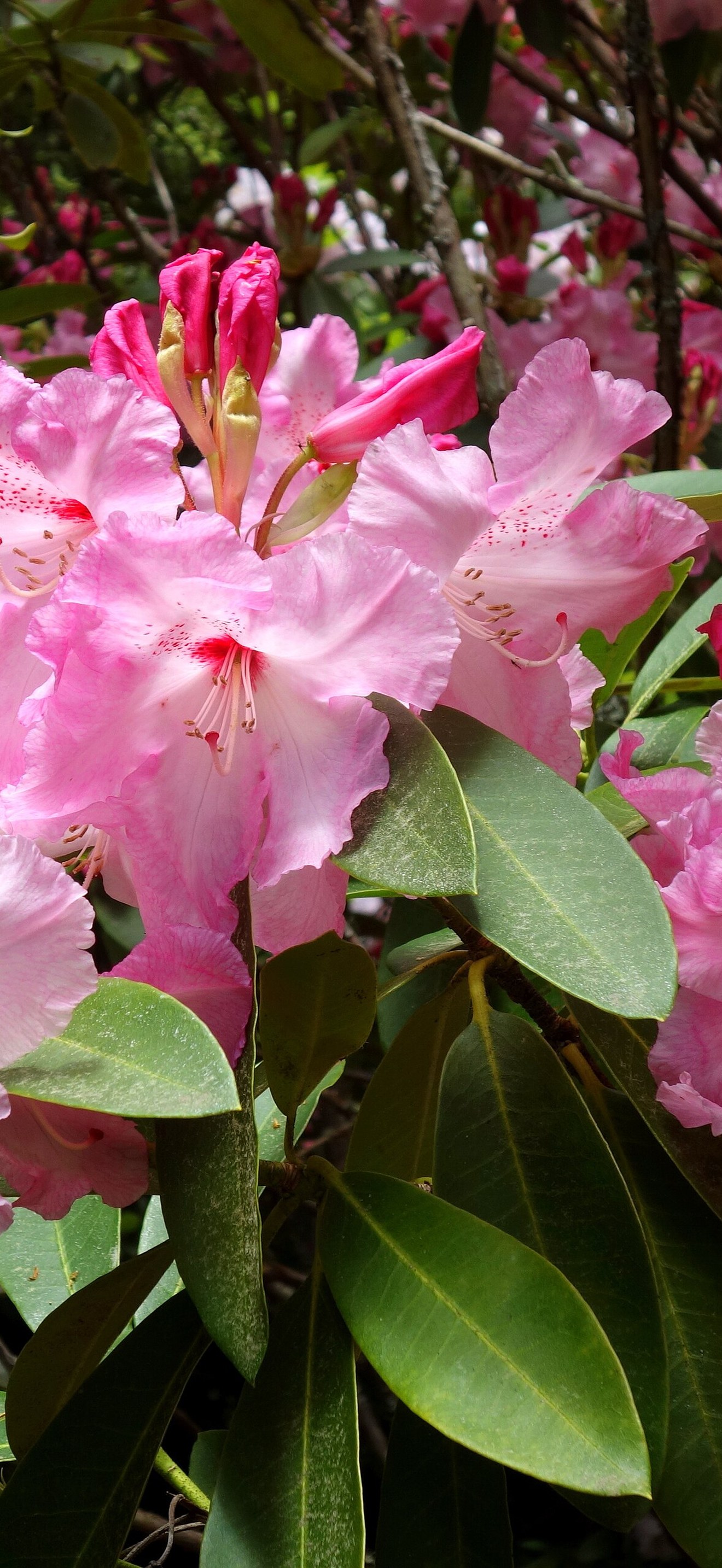 Rhododendron - Waipahihi Botanical Reserve - New Zealand