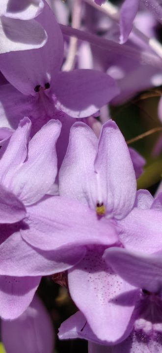 Wisteria Flower