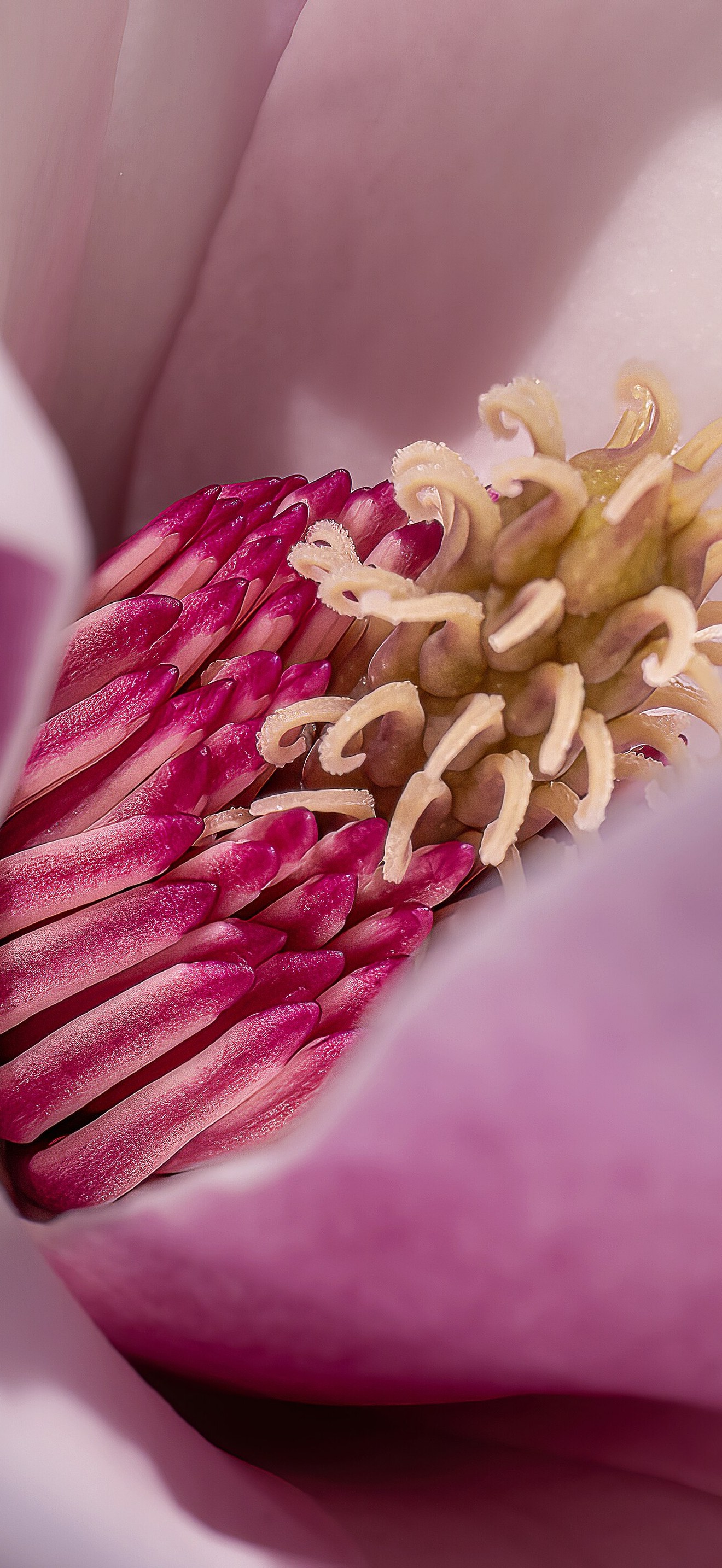 Magnolia close-up