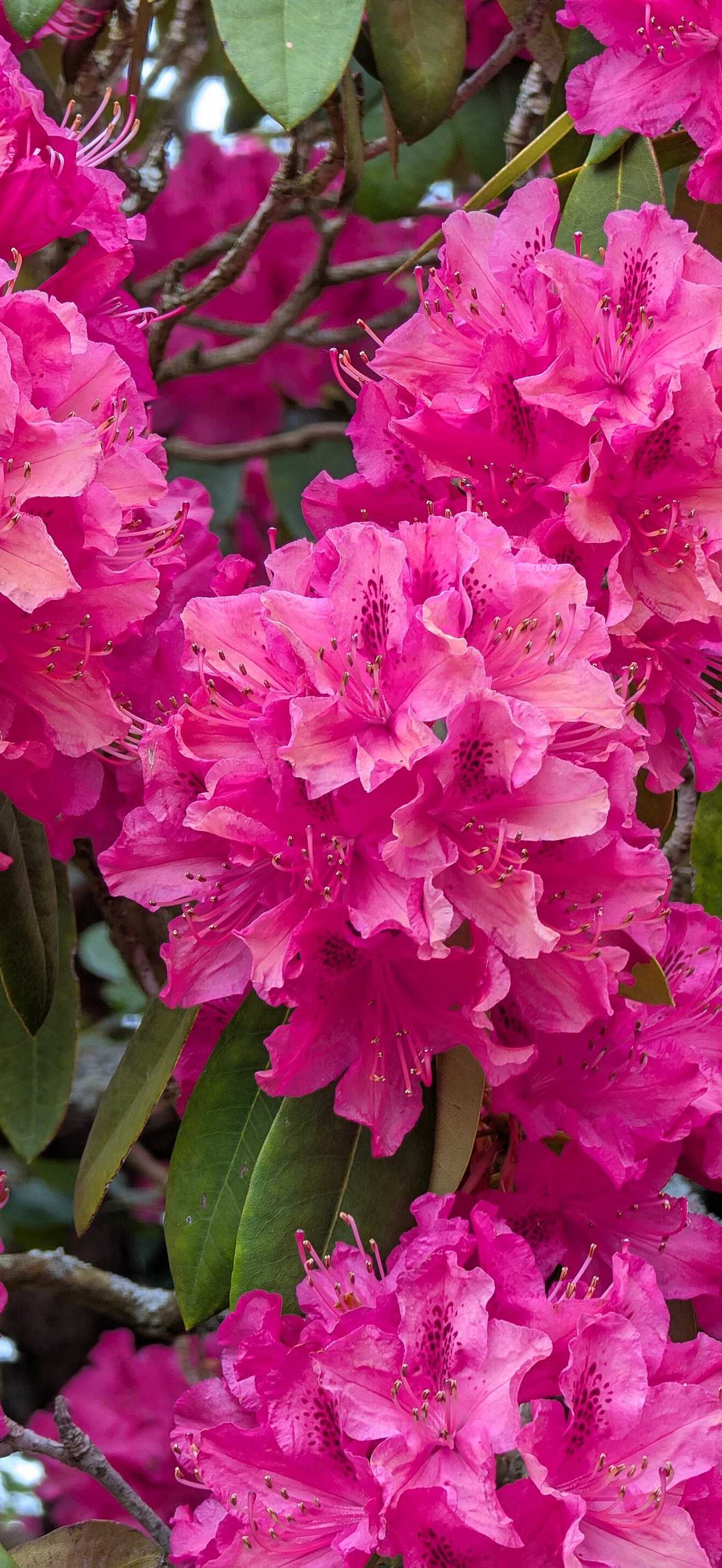 Rhododendron in Petworth Park