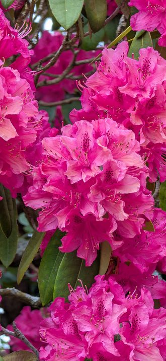 Rhododendron in Petworth Park