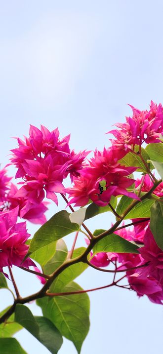 Bougainvillea Flowers, Location- Jorhat, Assam